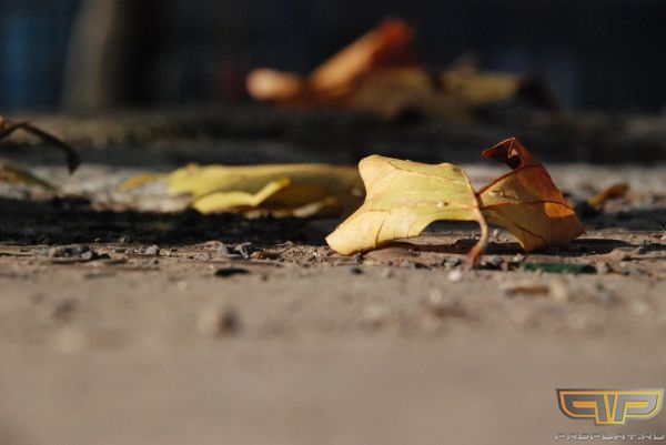 ������� ����� ������ �����