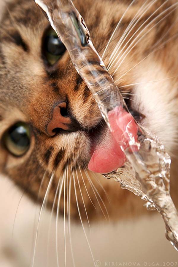 ��� ������� )